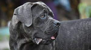 Cane ha bisogno di scegliere la migliore qualitàcibo secco, il più adatto il suo stato di salute e l'età. Cosa Dare Da Mangiare Al Cane Corso Alimentazione E Dieta Corretta