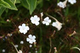 Image result for Rhamphicarpa