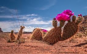 Check out our desert wallpaper selection for the very best in unique or custom, handmade pieces from our wall décor shops. Desert Flowers Wallpapers Wallpaper Cave