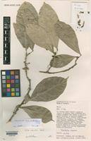 Image result for Cola clavata