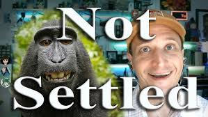 Not Settled: Monkey Selfie