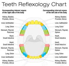 teeth reflexology chart permanent teeth and their corresponding