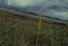 Image result for Disa ochrostachya