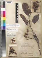 Image result for Nesogordonia