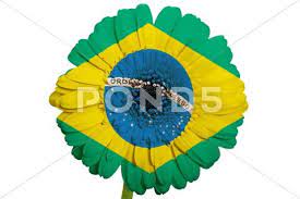 Gerbera Daisy Flower In Colors National Flag Of Brazil On White Background Stock Illustration Ad Colors National Flower Gerbera Daisy Daisy Flower Gerbera