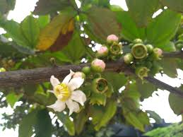 Image result for Bellucia