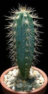 Welcome to our blog about gardening. 25 Pilosocereus Ideas Cactus Plants Cacti And Succulents Cactus And Succulents