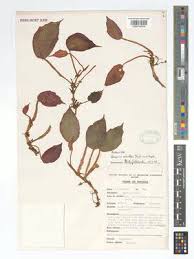 Image result for Begonia elaeagnifolia