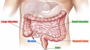 Gut wall meaning in hindi. à¤› à¤Ÿ à¤† à¤¤ à¤¸ à¤œ à¤¡ 70 à¤…à¤¦ à¤­ à¤¤ à¤¤à¤¥ à¤¯ Small Intestine In Hindi