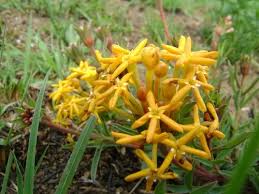 Image result for Gnidia