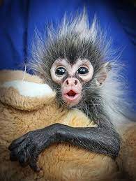 A Seven Week Old Baby Spider Monkey From Melbourne Zoo In Australia Pixdaus Cute Animals Animals Cute Animals Monkey