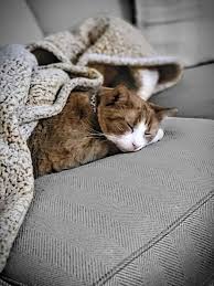 Adopt Your New Pet From Pet Pantry Lancaster Pa