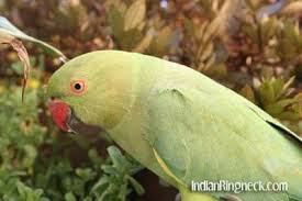 Maybe you would like to learn more about one of these? Indian Ringnecks Are All About Birds Health And Care Facebook