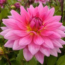 Dahlia Bulbs Lowes Com Planting Bulbs Dahlia Beautiful Blooms