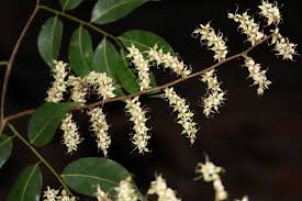 Image result for Copaifera