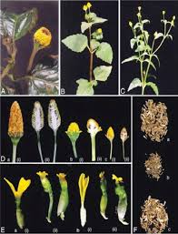 Image result for Spilanthes