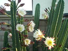 Learn how to plant, grow and harvest prickly pear cactus (aka opuntia cactus) with this easy guide to growing your own prickly pears. How To Grow And Care For Cereus World Of Succulents