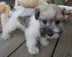 Your puppy will have been wormed every two weeks from two weeks of age. Pin By Rhonda Ellis On Cute Schnauzers Toy Schnauzer Miniature Schnauzer Puppies Schnauzer Puppy