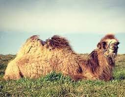 When mother camel asked what was wrong with her, baby camel did not answer her. Camels For Sale