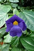 Image result for Thunbergia battiscombei