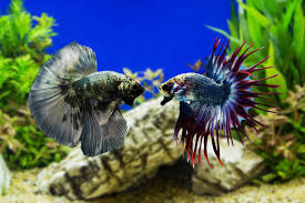 Black orchid is a very specific type/color of betta, the tail type is crowntail, the color is solid black with very little blue marked scales across the body and sometimes that blue can go into the rays of the tail. How To Care For A Black Orchid Betta Aquariadise