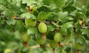 Auf robuste und krankheitsresistente sorten ist zu achten, denn johannisbeeren sind anfällig für die rotpustelkrankheit und echten mehltau. Stachelbeeren Anbauen Die Besten Tipps Das Haus