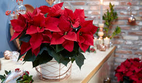 Check spelling or type a new query. 2020 Poinsettia Introductions Greenhouse Product News