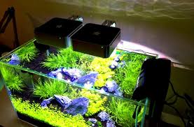 The 10 Best Led Lights For Planted Aquarium 2019 Reviews Guide