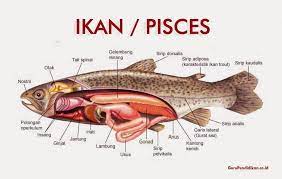 Kata jurnal berasal dari bahasa perancis kuno journal yang artinya harian. Pengertian Ikan Pisces Ciri Jenis Klasifikasi Dan Contoh
