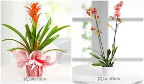 We did not find results for: Original Cheap Valentine S Day Gift Ideas For Men Lolaflora Blog