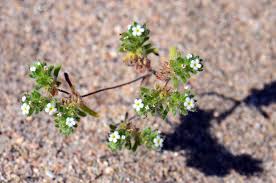 Image result for Indigofera cryptantha