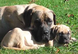 I didn't know that old english mastiff puppies are so cute. Mastiff Old English Mastiff Dog Breed Information And Images K9rl