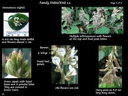 Image result for Neonotonia wightii