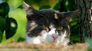 Cat Gueule De Bois Animaux Chat Noir Et Blanc Animaux Les Plus Mignons Animal Domestique