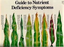 For Reference Plants Planting Flowers Plant Identification