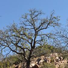 Image result for Entandrophragma caudatum