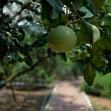 Tambun pomelo gochin agro farm 2,81 km. é«˜æ™¶æŸšå›­ Farm In Ipoh