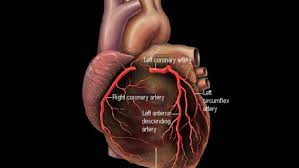 The reason is our size. Coronary Arteries And Heart Disease
