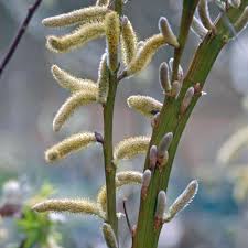 Drachenweide Fur Liebhaber Skurriler Wuchsformen Bienenfreundliche Pflanzen Pflanzen Bienenfreundliche Blumen