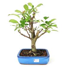 BONSAI MINI MAÇÃ MALUS EVEREST- 14 ANOS 42 CM - Bonsai Terapia Boutique de  Plantas