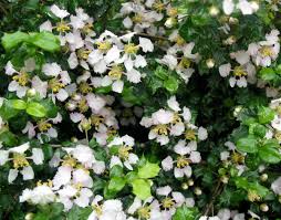 Image result for Malpighia coccigera