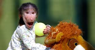 Cute Baby Monkey From Skopje Zoo Gets Treated Like A Child Bored Panda