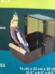 Birds You Can Have As Pets Uk Cockatiel Bath Lovebird Budgie Parakete With Images Pets Your Pet Budgies
