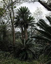 Image result for Zamiaceae