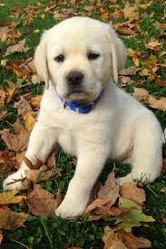 english yellow labrador retriever puppy cute labrador puppies cute lab puppies puppies