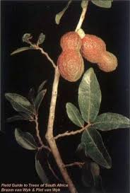 Image result for Hexalobus monopetalus