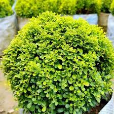 Image result for Murraya