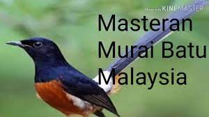 Jangan beli murai batu malaysia???!!! Masteran Murai Batu Malaysia Youtube