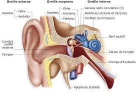 Symptomes Oreille Bouchee