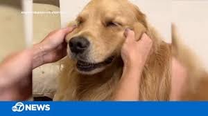 At uptown puppies, we do our best to build good relationships with our customers by helping them to meet great puppies. Golden Retriever Gets Relaxing Face Massage Youtube